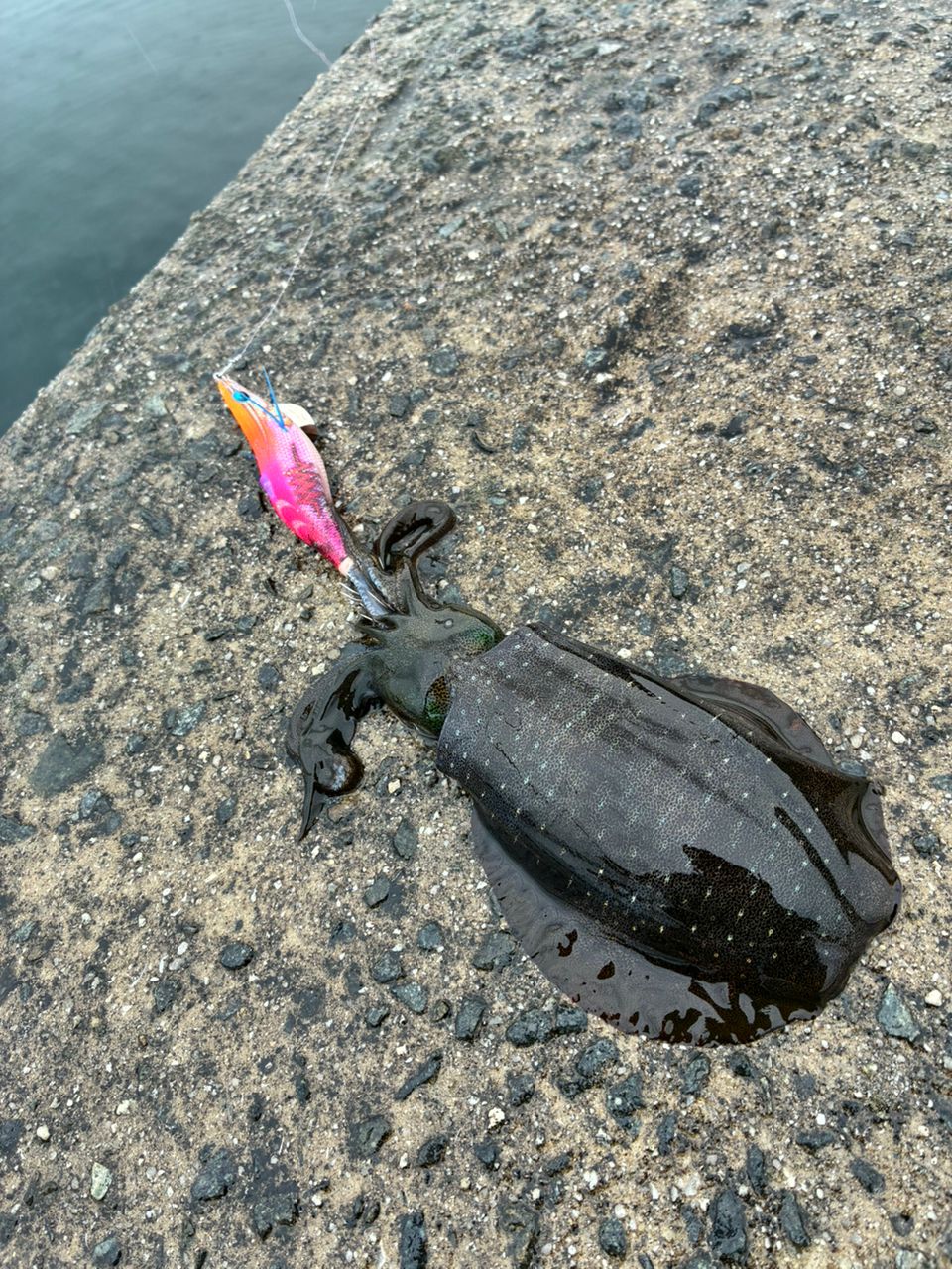 チヌ