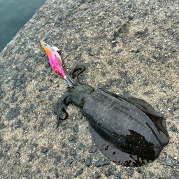 チヌ