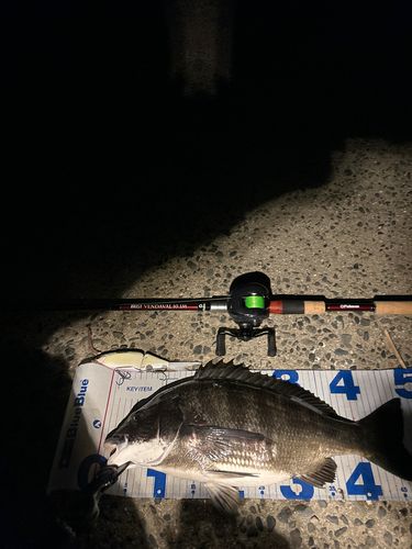 チヌの釣果