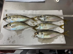 マアジの釣果