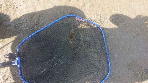 ソゲの釣果