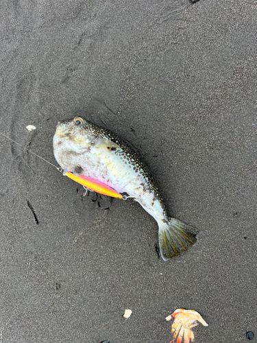 クサフグの釣果