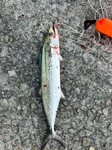 サゴシの釣果