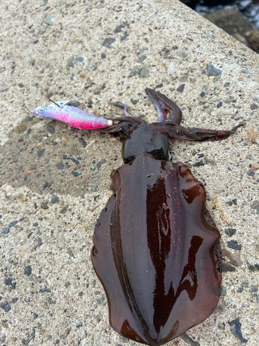 アオリイカの釣果