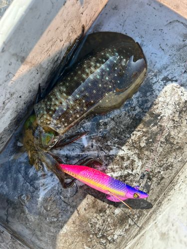 アオリイカの釣果