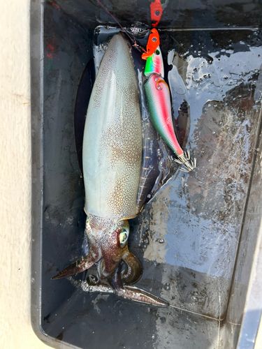 播磨灘