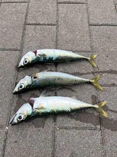サバの釣果