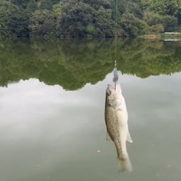 ブラックバス