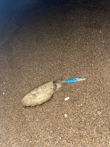 コウイカの釣果
