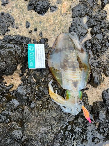 アオリイカの釣果