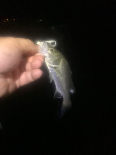 スズキの釣果