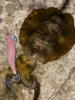 アオリイカの釣果