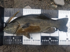 スモールマウスバスの釣果