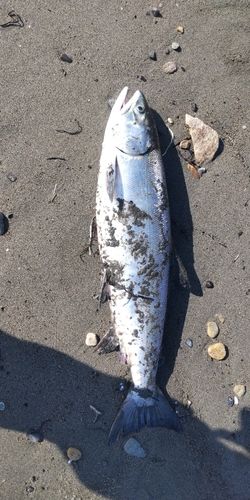 アキアジの釣果