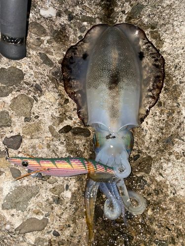 アオリイカの釣果