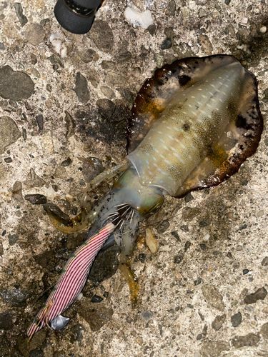 アオリイカの釣果