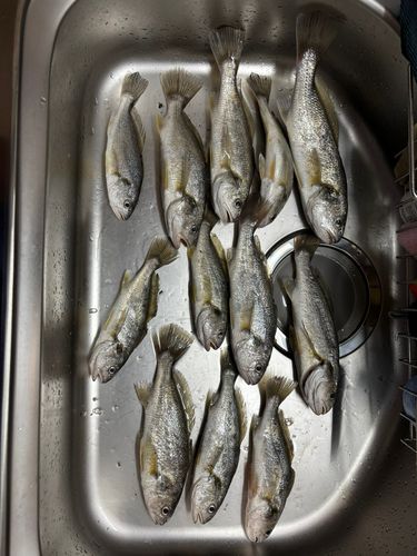 イシモチの釣果
