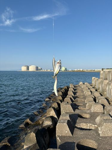 サバの釣果