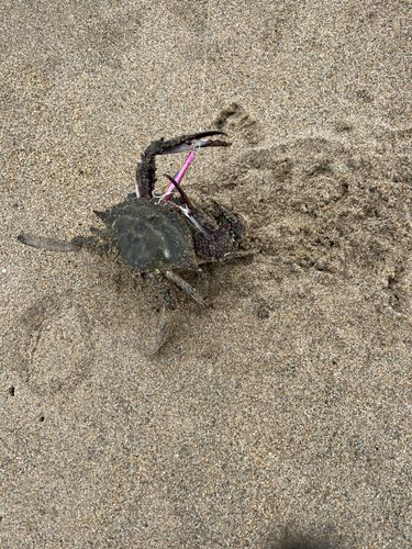タイワンガザミの釣果