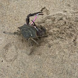 タイワンガザミ