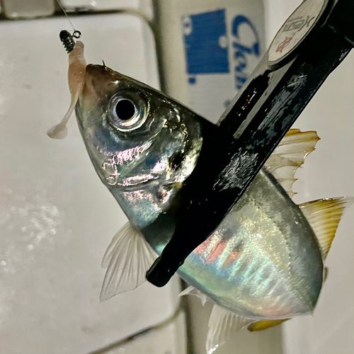 マアジの釣果