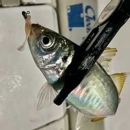 マアジ