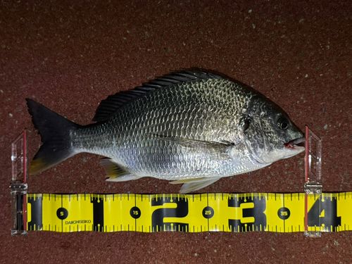 キビレの釣果