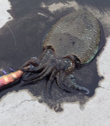カミナリイカの釣果