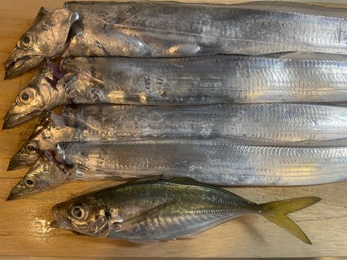 タチウオの釣果