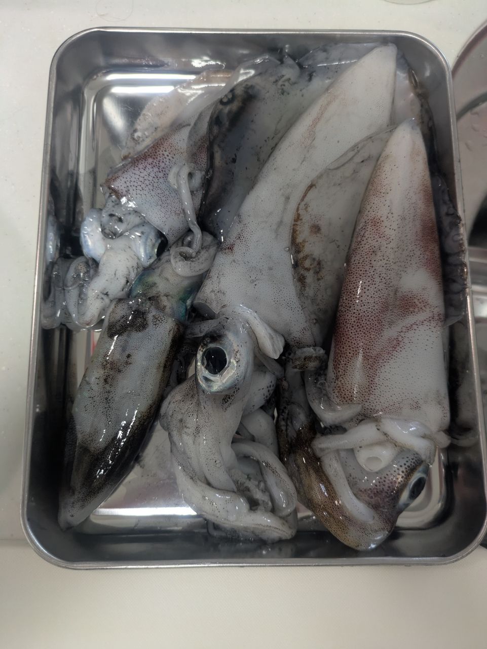 ひら政さんの釣果 1枚目の画像