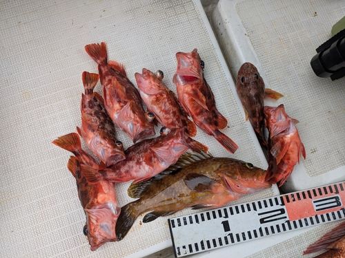 アラカブの釣果