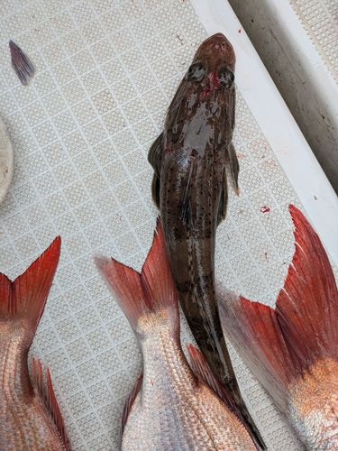 コチの釣果