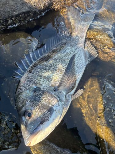 クロダイの釣果