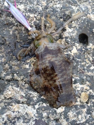 アオリイカの釣果