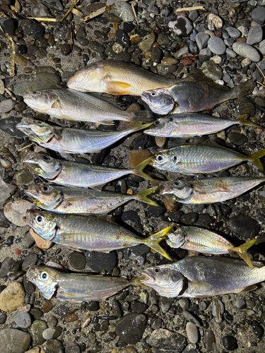アジの釣果