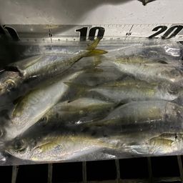 アジ