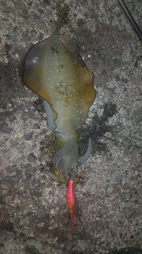 アオリイカの釣果