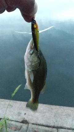 ラージマウスバスの釣果