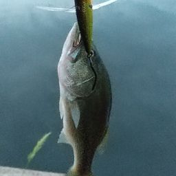 ラージマウスバス