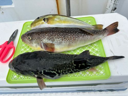 トラフグの釣果