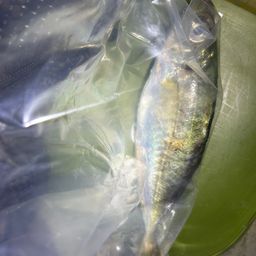 アジ