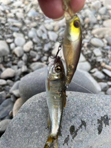 オイカワの釣果
