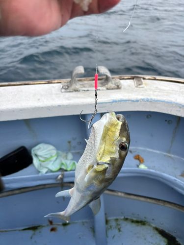 シロサバフグの釣果