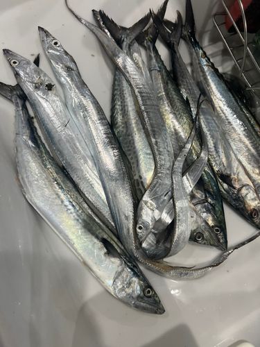 タチウオの釣果