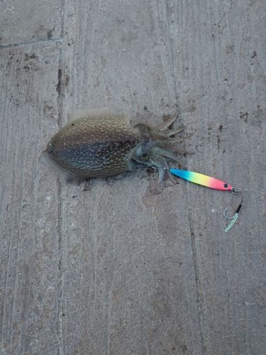 シリヤケイカの釣果