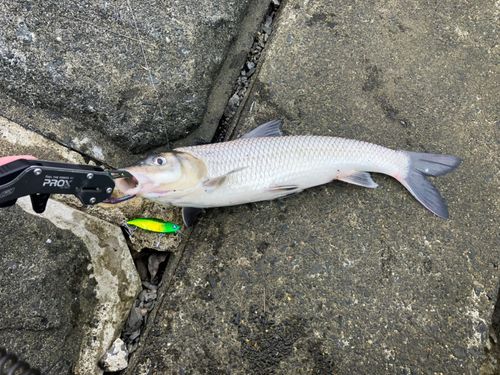 ニゴイの釣果
