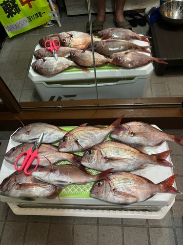マダイの釣果