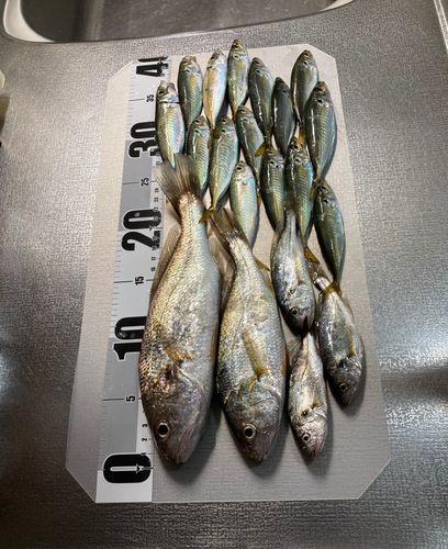 若洲海浜公園海釣り施設