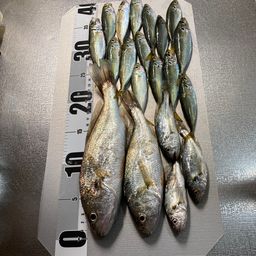 イシモチ