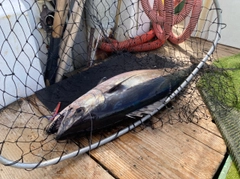 イソマグロの釣果